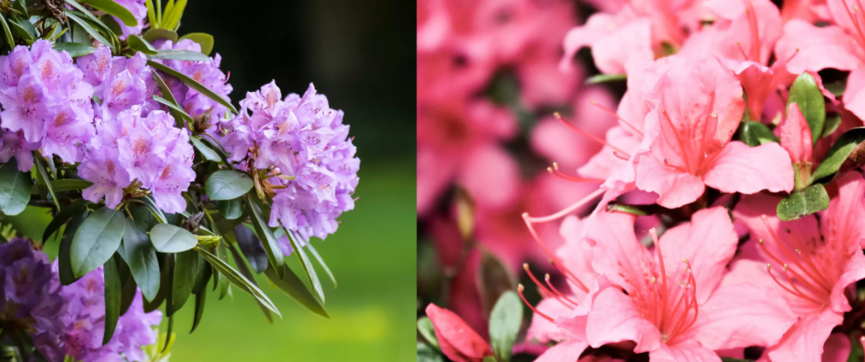 Flowers Love Coffee.png